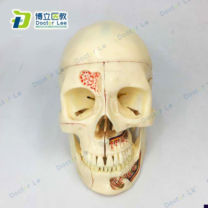 高端人体b医学仿真头骨模型口腔科头骨神经科头颅骨