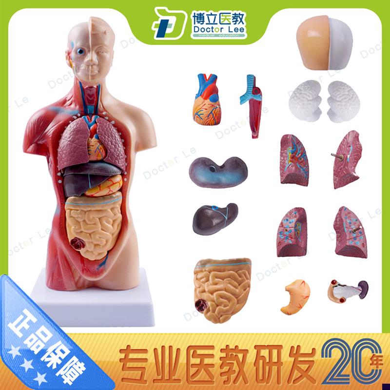 人体躯干模d型28CM人体内脏心脏解剖模型医学教具骨骼儿童益智玩