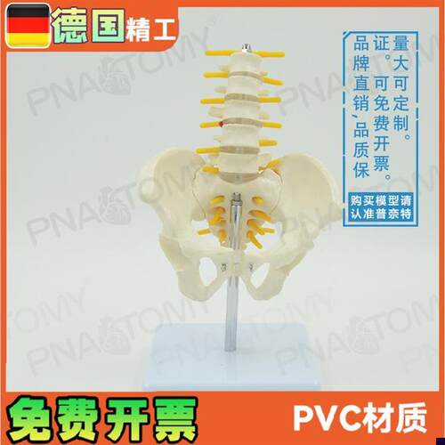 小型5节腰椎带骨盆脊神经骨骼C模型教学妇产科骨科疼痛科标本