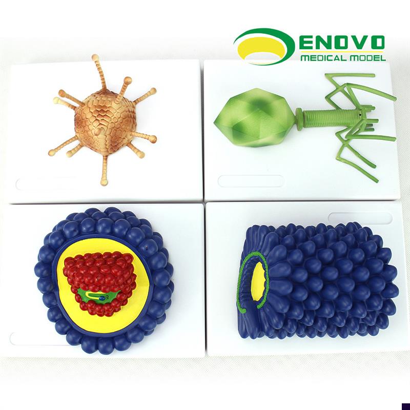 ENOVOd颐诺微生物学病毒模型杆状病毒腺病毒噬菌体病毒艾滋病毒学