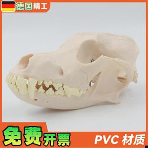 德国】1比1成年狗犬头颅骨骷髅头骨骨骼宠物医院畜V牧业医用教学