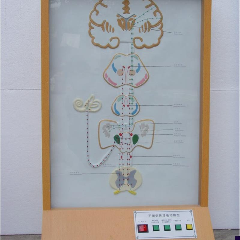 平衡觉传导电动q模型电动平衡觉传导直观模具