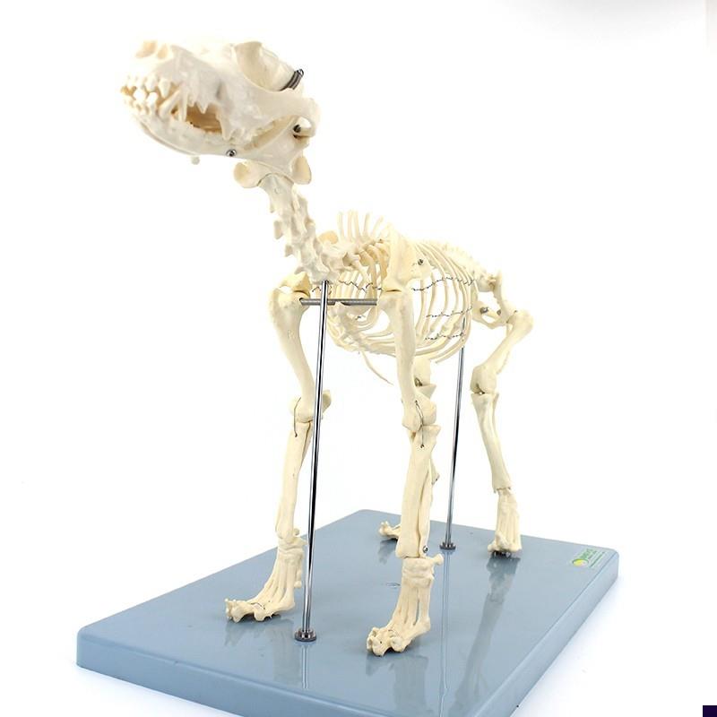 ENOVO颐诺犬j全身骨骼解剖结构狗骨头脊柱关节骨盆标本宠物高职畜