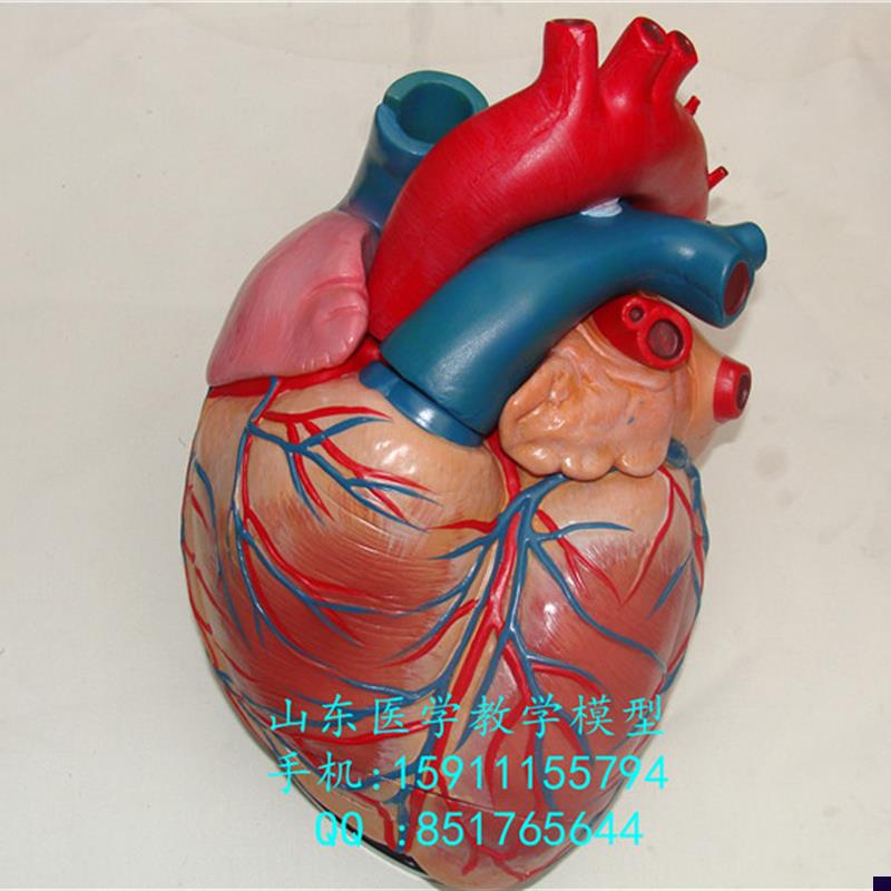 意大利进口c)4倍大心脏解剖模型人体心脏模型心脏标本模型