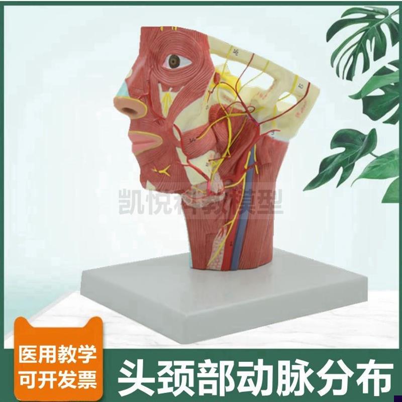 面部血管分布模型颈部动脉深浅肌肉C静脉12对脑神经颅牙科医美整