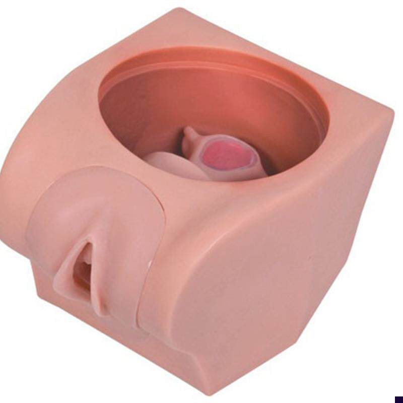 高级计划生育教育模型