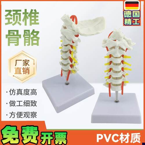 人体颈椎带e颈动脉模型神经后枕骨椎间盘颈椎模型脊柱脊椎模型