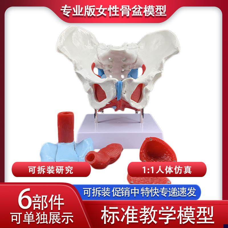 可活动女性骨盆生殖器官模型盆腔结构膀胱盆底肌肉康Z复医用盆骨