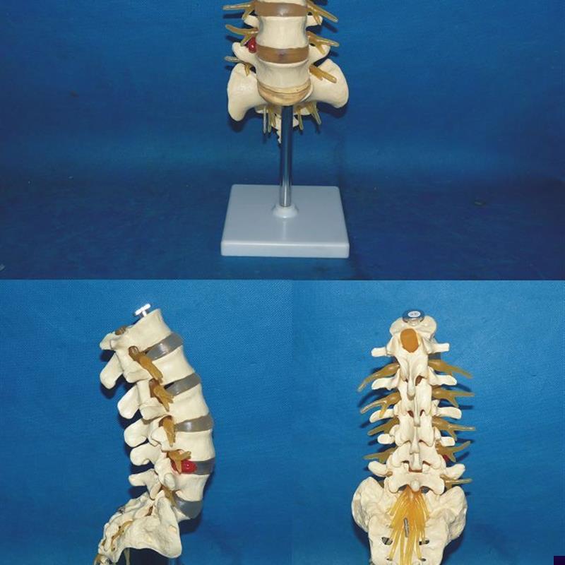 大型腰椎带尾椎马n尾神经模型人体骨骼模型骨架人体模型
