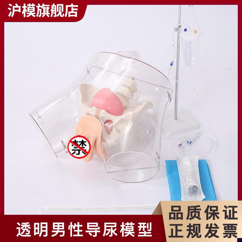沪模HM/cHD5/HD6透明导尿模型导尿操作演示训练模型男性女性导尿