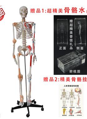 普信包邮人体大骨骼带q韧带肌肉着色170cm医用大骨架模型