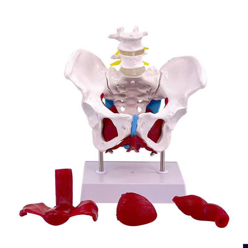 教学彷真盆底肌h女性骨盆及子宫模型女性盆腔结构膀胱盆底肌肉康