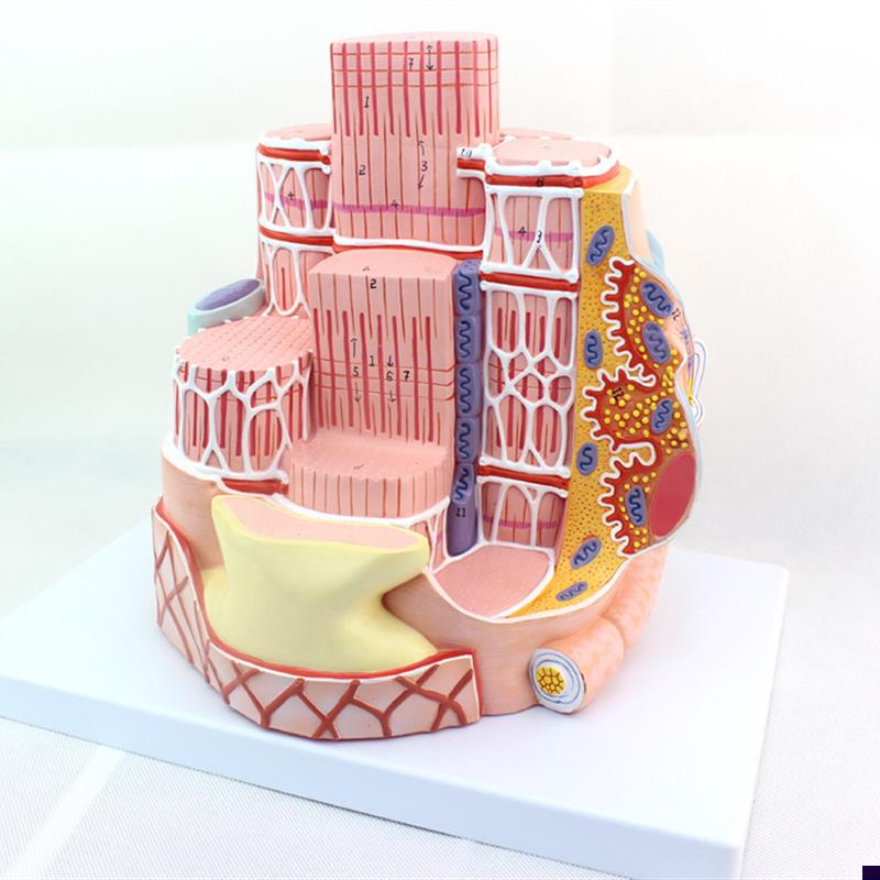 ENOVO颐诺人体骨骼肌纤维模型显微解剖模型H骨骼肌结构MICROanato