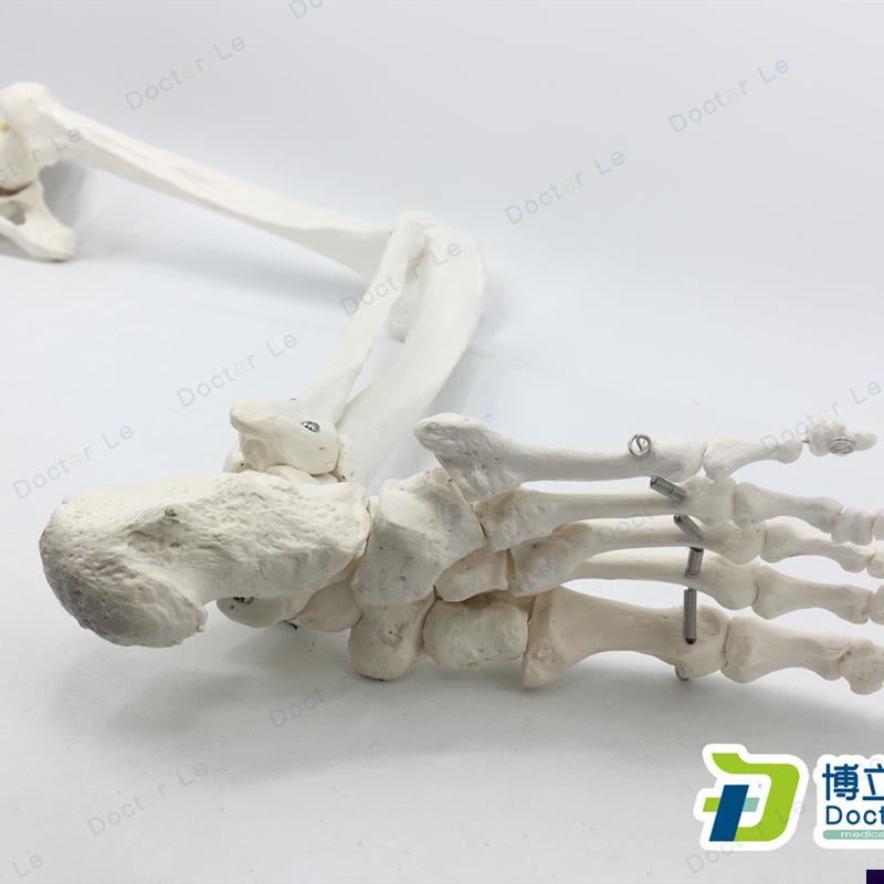 正骨骨科艺用医用下肢大腿骨脚掌模E型脚骨脚模型带胫腓骨和股骨
