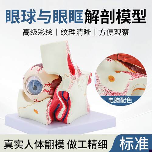 眼球模型眼球与眼眶放大模型解剖眼睛眼外K肌模型结构造示教学医