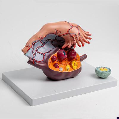 卵巢放大模型g输卵管伞黄体白体妇科生殖卵巢韧带卵泡内分泌腺体