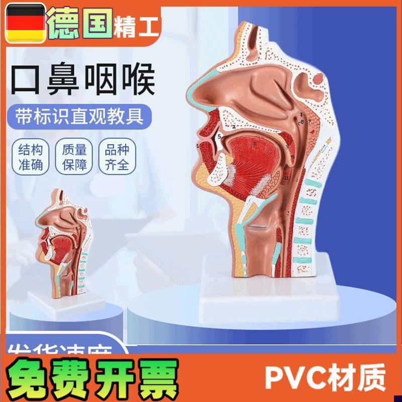 头部解剖模型口鼻咽喉鼻腔病理模型口鼻L咽喉内侧面血管神经模型