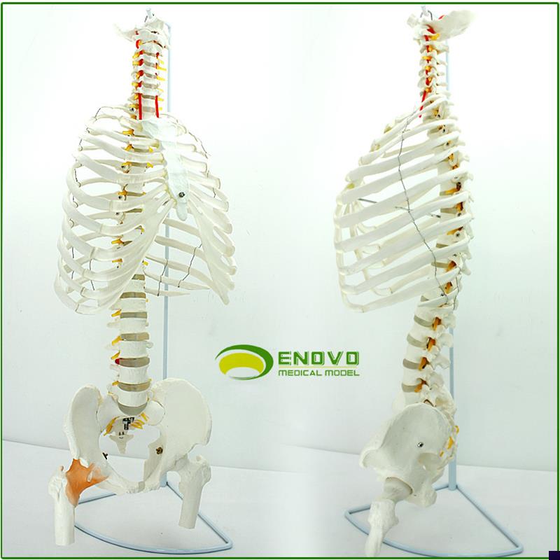 ENOVO颐诺医学人体脊柱模型腰椎骨盆整骨M胸骨肋骨胸腔骨骼架模型