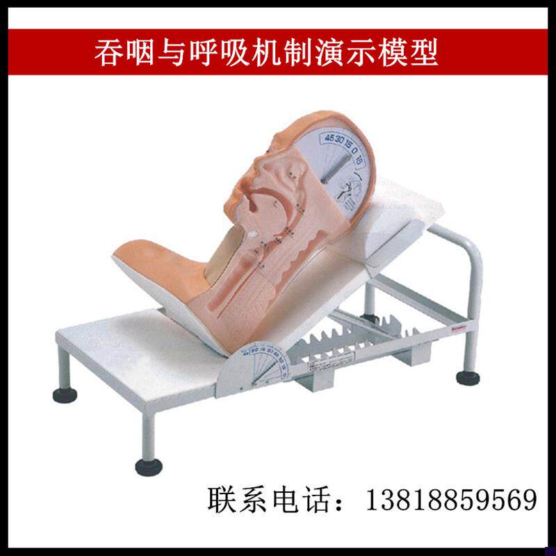 呼吸与吞咽C机制演示模型