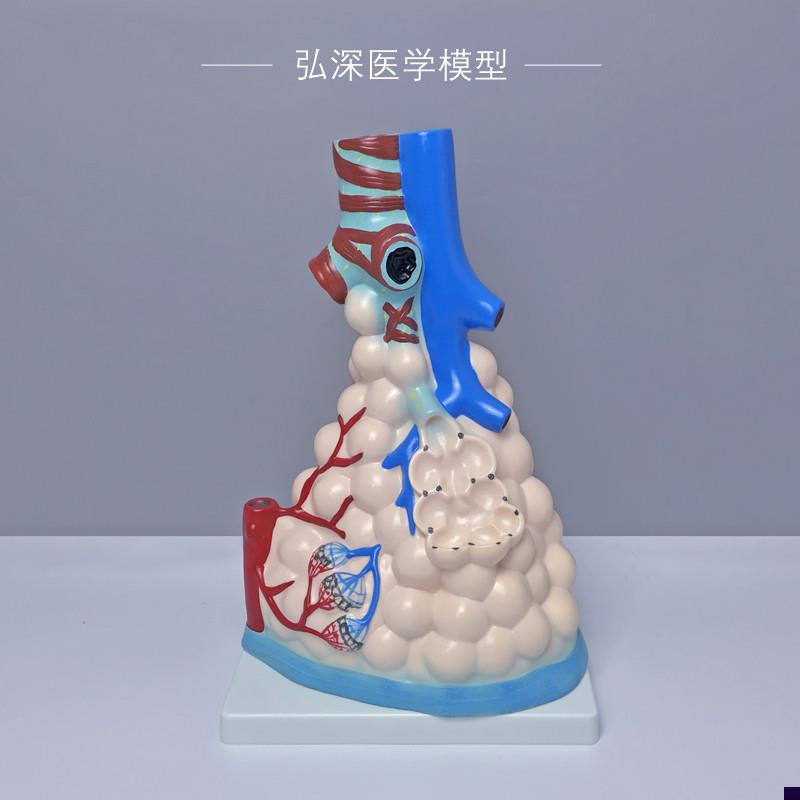 肺泡放大模型人体肺部解剖内脏器官呼吸系L统支气管树医学教学模