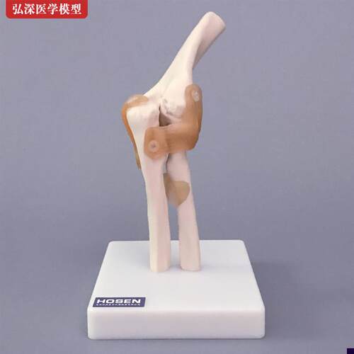 肘关节模型肘部手肘模具人体桡骨骼韧带结构骨架骨U科医学教学道