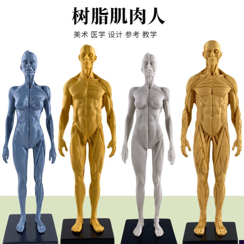 30cma艺用人体模型肌肉骨骼解剖人体结构美术模型CG绘画雕塑教学