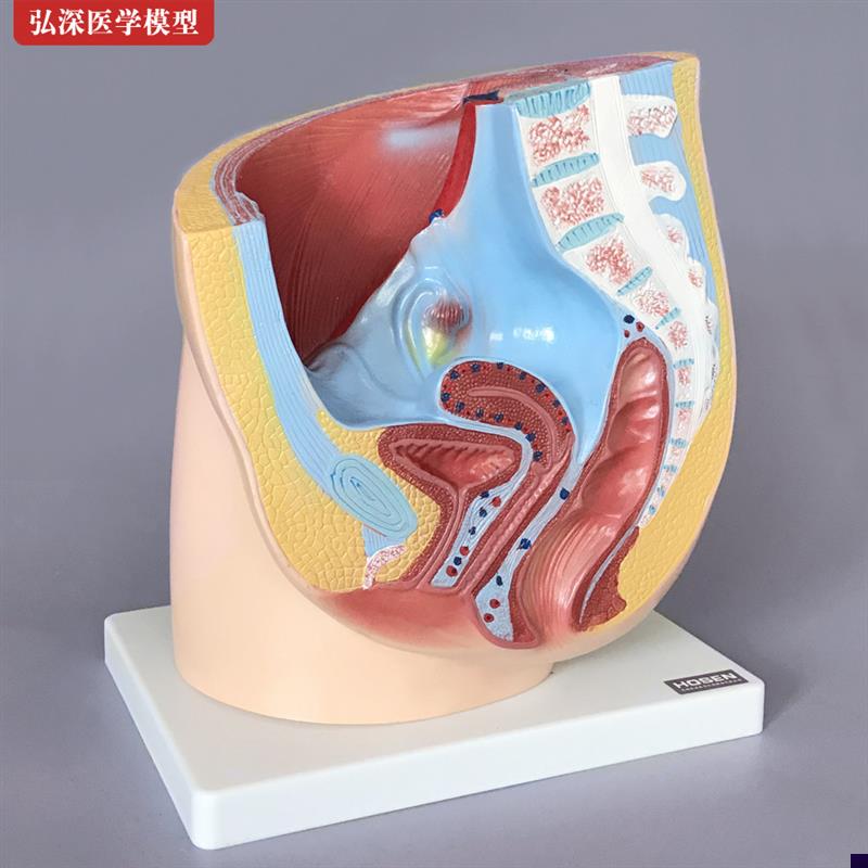女性生殖系统模h型矢状解剖面结构骨盆腔妇产科医学示教学人体模