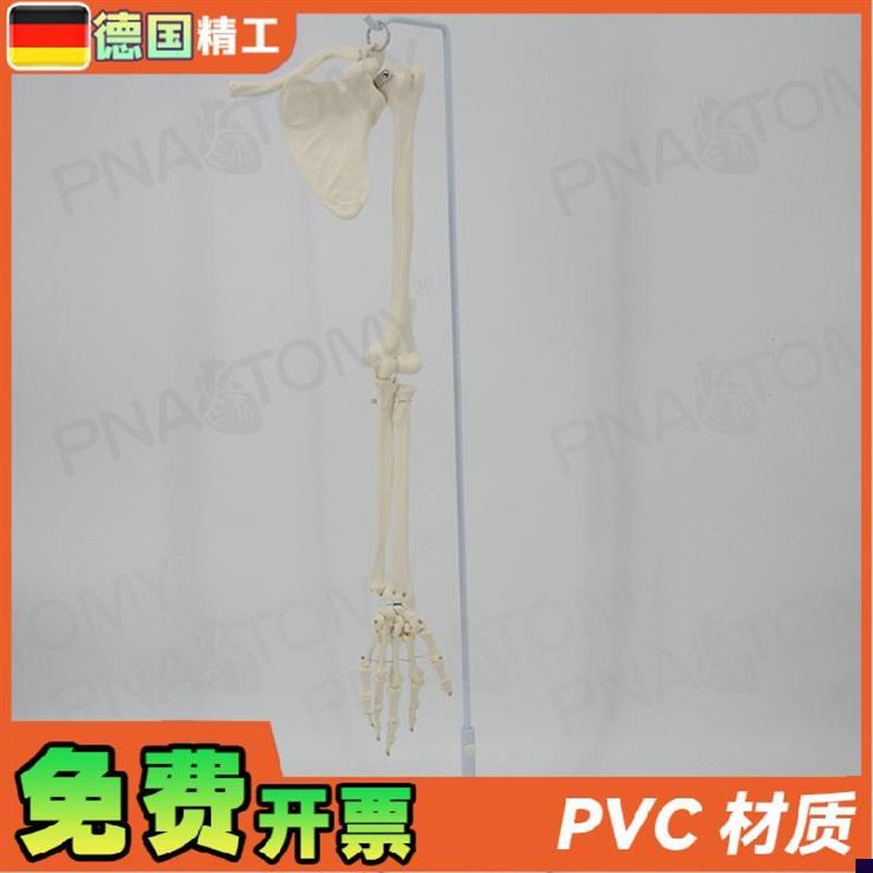 德国】人体上肢骨胳膊手臂骨锁骨肩胛骨肱骨尺骨S桡骨骨骼模型骨