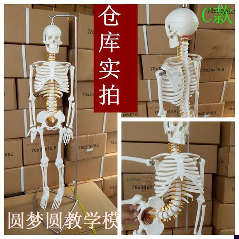 高端仿真医用e医学头骨标本人体骨骼脊神经骨架教学骷髅解剖学模