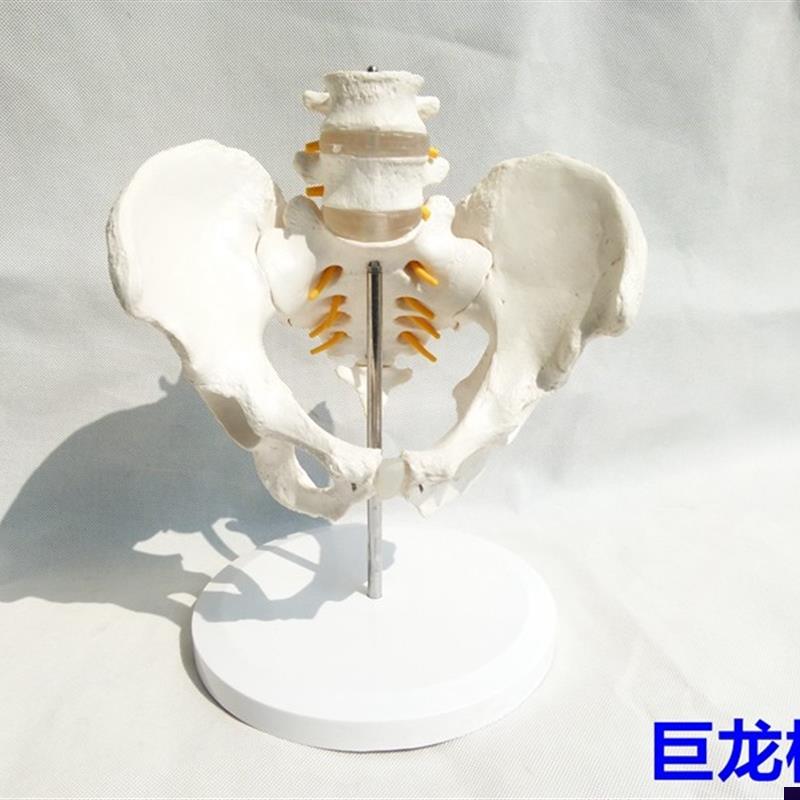 自然大骨盆带二节腰椎模型盆骨E模型骨骼模型人体骨骼模型