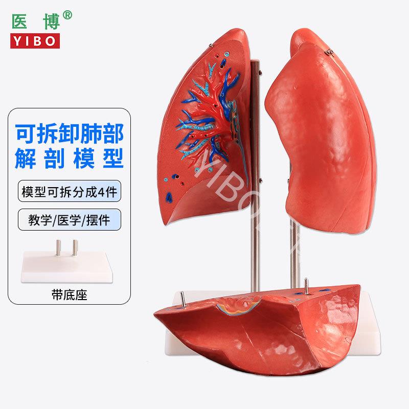 医博人体肺部解刨模型医学教具肺呼吸肺段解刨模型人体肺部解刨模