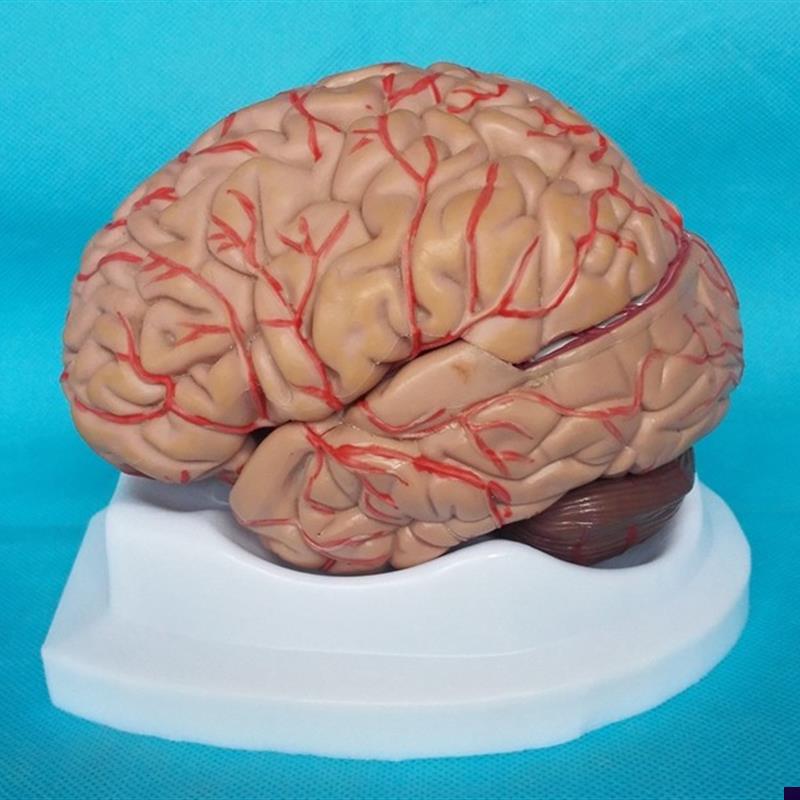 包邮人体a脑模型(8件)脑模器官解剖模型医用教学人体脑模型