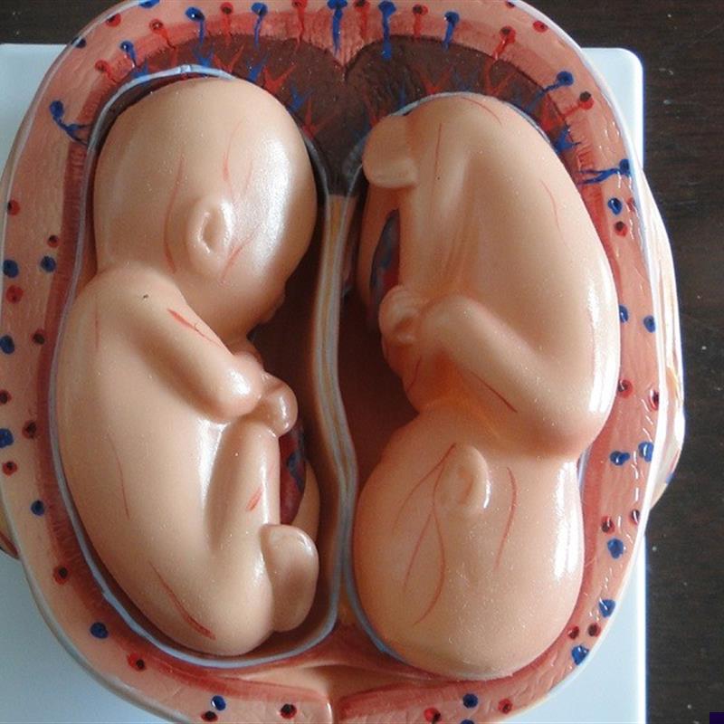 胎儿妊娠发育过程模型/怀孕胎B儿模型/妊娠胚胎模型(8件)
