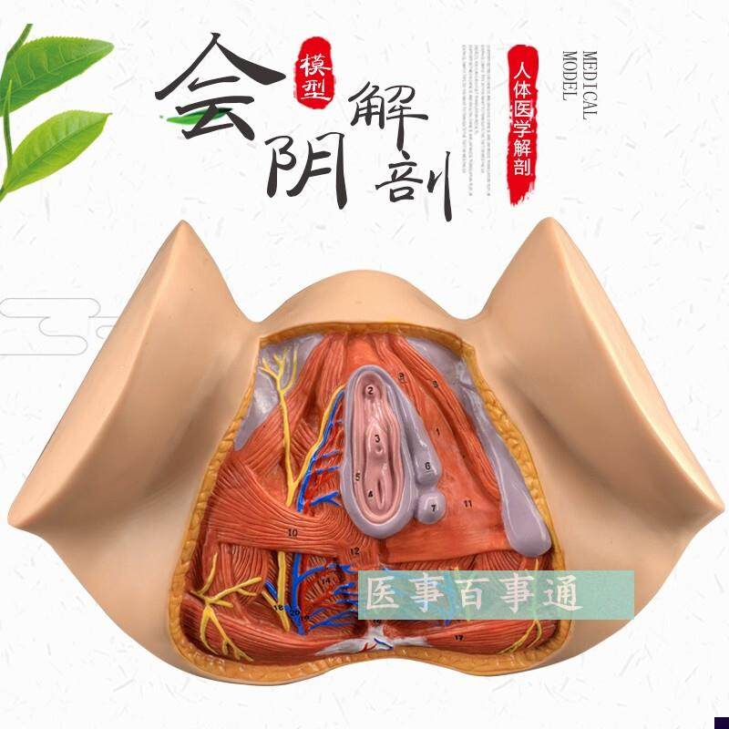 女性会阴模型会阴解n剖模型妇科解剖模型女性生殖器官解剖模型