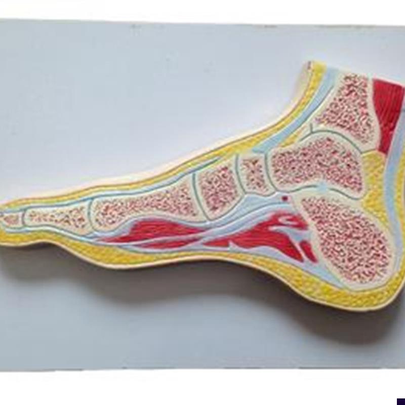 足关节剖面模型/人体足部关节剖面解剖模U型A11207