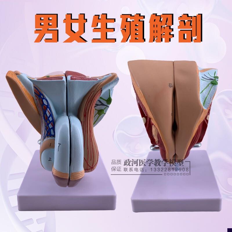教学仿真男性生殖器泌尿系统标本内外生殖器睾丸解剖模.型医疗教