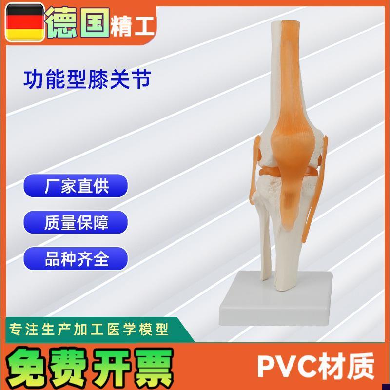 功能型膝关节模型人体膝关节功能模型人体骨Z骼关节模型