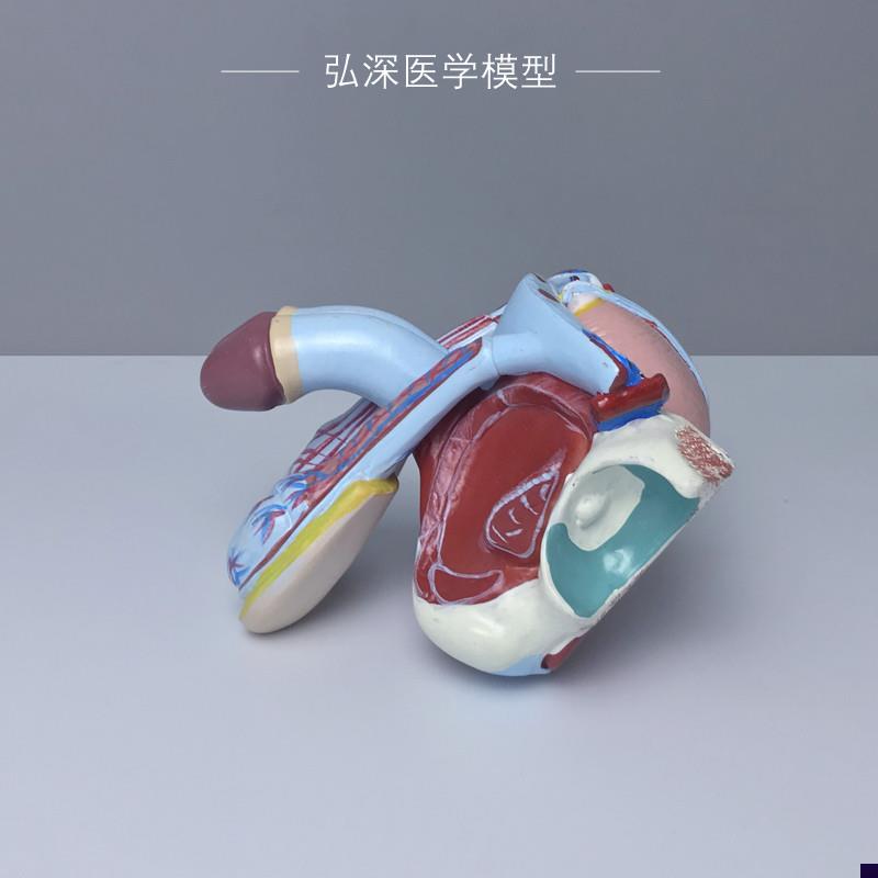 男性生殖系统模型人体q生殖器官内外结构可拆解5部件医学教学模具
