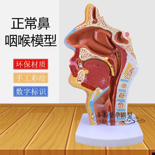 鼻腔解剖模型耳鼻喉科教学模型鼻腔模型鼻子模V型口鼻结构模具