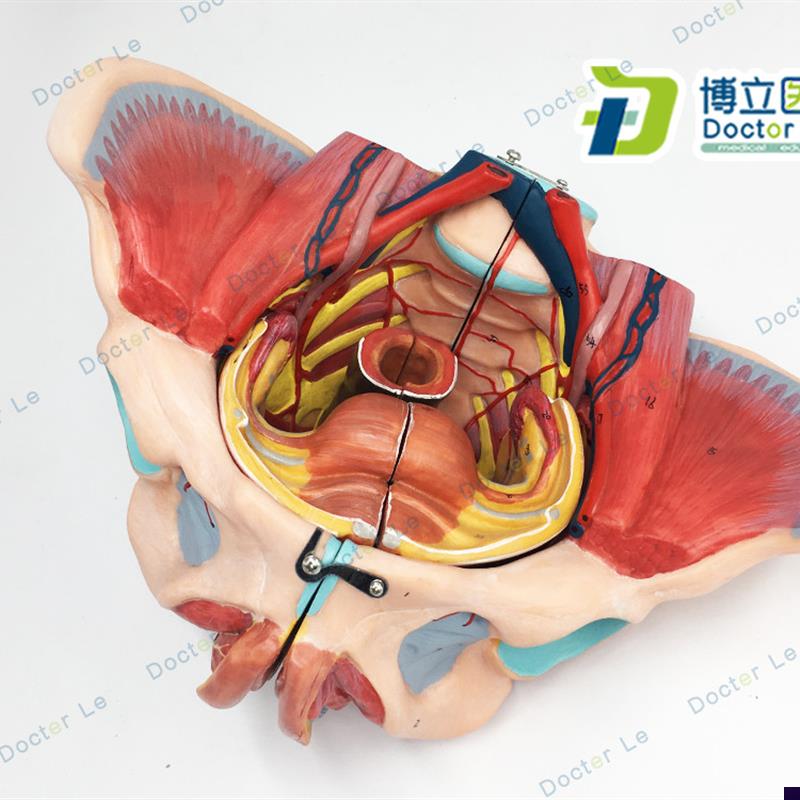 女性骨盆附盆底肌和n神经模型带腰椎盆骨解剖骨盆生殖器骼模型
