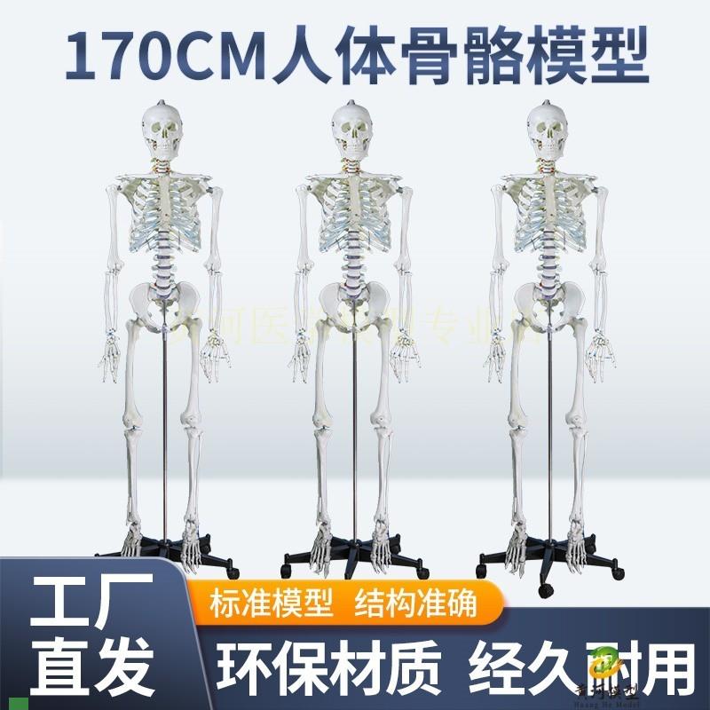 成人一比一人体骨骼模型170xcm人体骨架标准医学骷髅骨架解剖标本