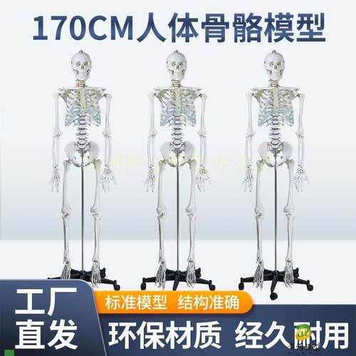 成人一比一人体骨骼模型170xcm人体骨架标准医学骷髅骨架解剖标本