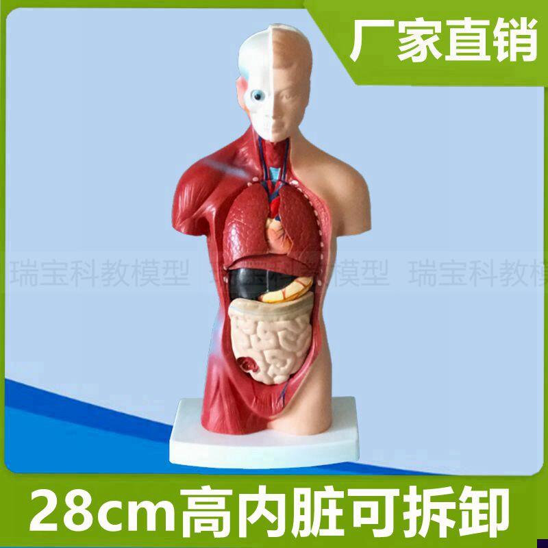 躯干模型2e8厘米皮肤肌肉内脏可拆卸儿童早教玩具人体拼装仿真模