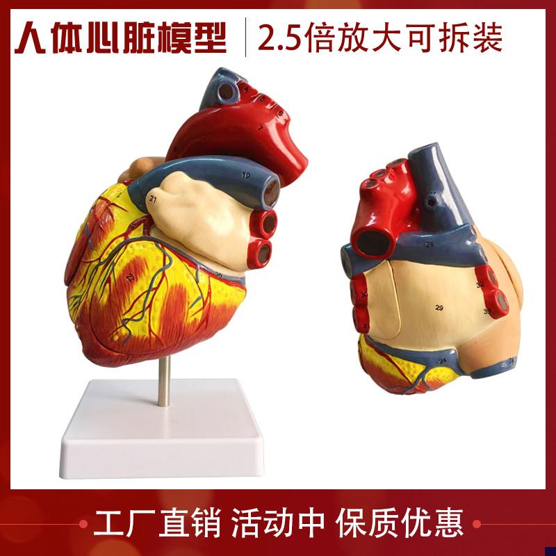 教学仿真两倍放大心脏模型心脏解剖心室心脏标本仿真人Z体器官内