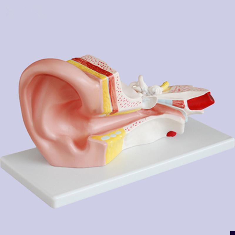 中耳解剖模型3倍放大耳模型耳解剖S放大模型耳模型