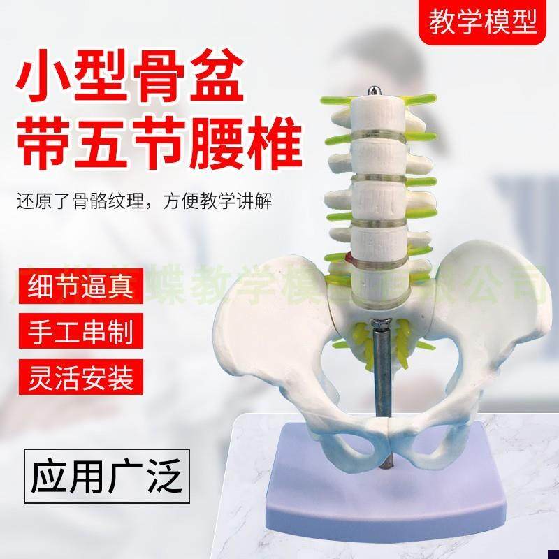 小型骨盆带五节i腰椎模型脊柱骨科腰椎模型腰椎间盘及神经模型