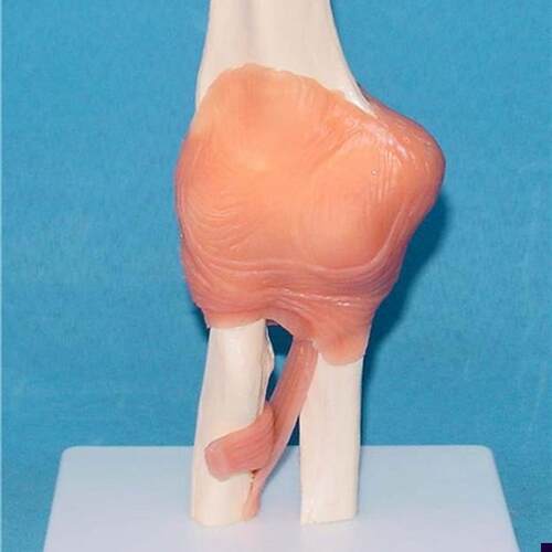 人体肘关节骨骼模型人体u关节骨骼骨架模型医用人体标本模型