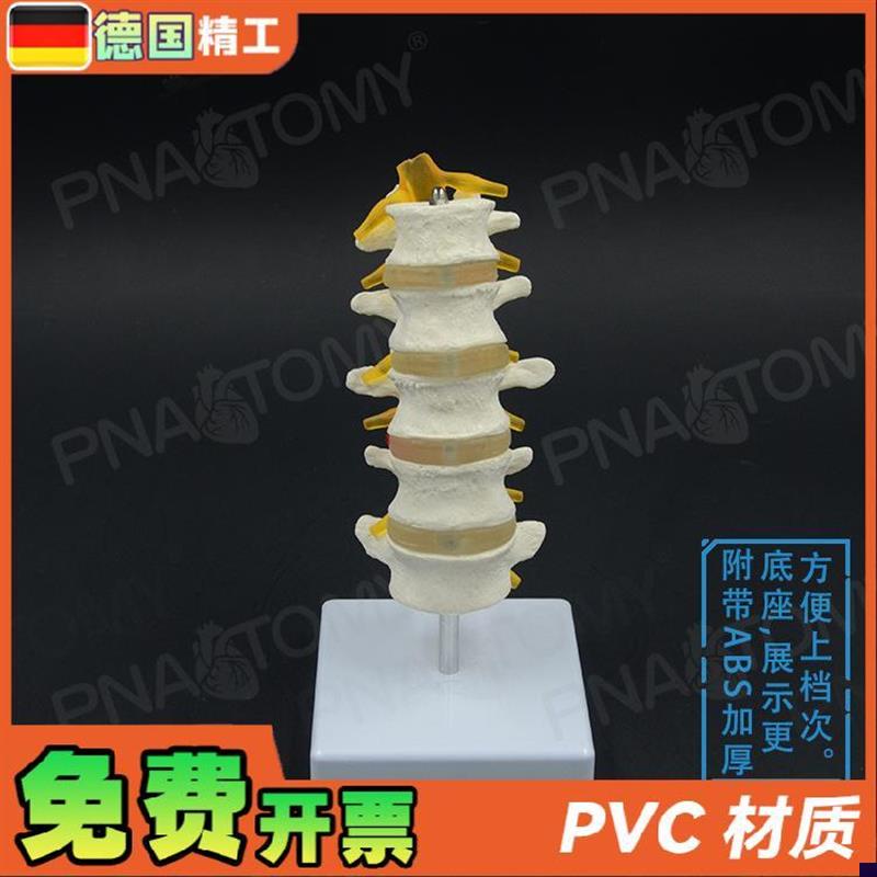 德国】1比1医学人体五r节腰椎脊柱骨骼模型椎间盘脊神经骨科疼痛