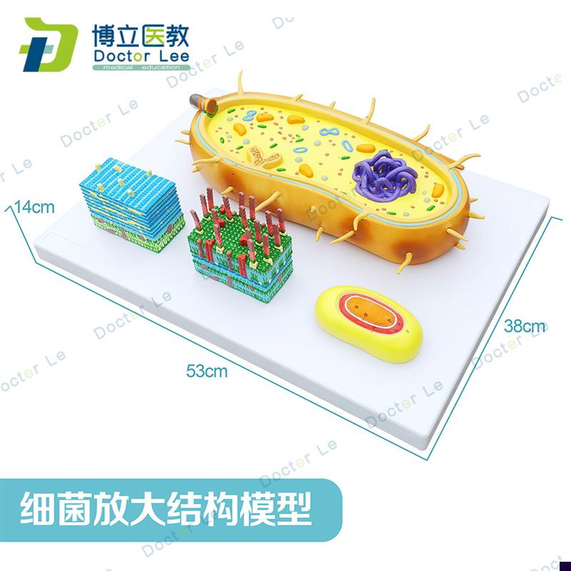 细菌放大模型三分病毒显微结构z细胞标本染色体DNA生物医学模型