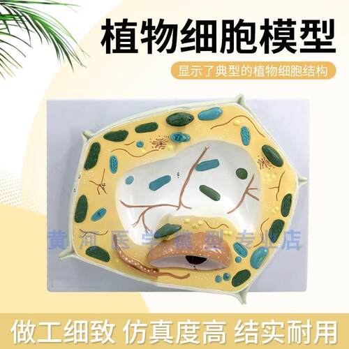 植物细胞模型教学模型植物显H微标本教学教具细胞放大